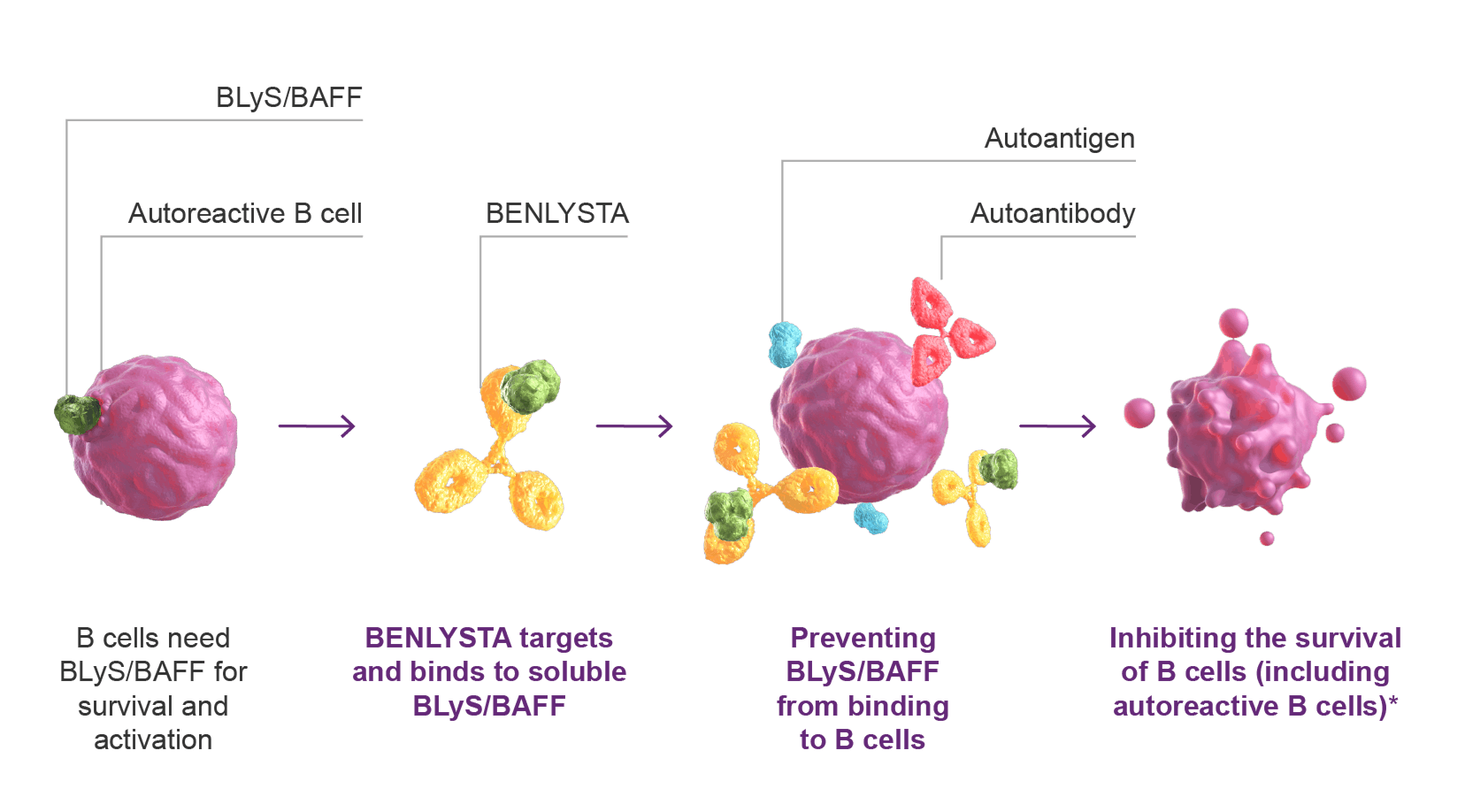 Lupus Mechanism of Action | BENLYSTA (belimumab) for HCPs