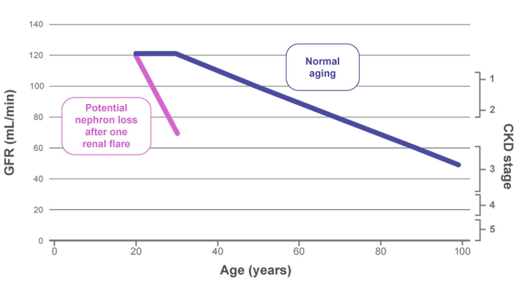 Chart showing how just one renal flare could shorten a kidney's lifespan by decades Chart showing how just one renal flare could shorten a kidney's lifespan by decades